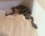 Baby boa's, Dieren en Toebehoren, Reptielen en Amfibieën, Slang, Tam, 0 tot 2 jaar