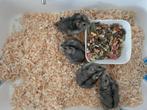 Mannetjes dwerghamsters 2 maanden oud, Dieren en Toebehoren, Knaagdieren, Hamster, Mannelijk, Tam, September