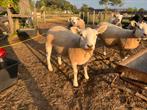 Texel ooi te koop, Animaux & Accessoires, Moutons, Chèvres & Cochons, Femelle, Mouton, 0 à 2 ans