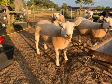 Texel ooi te koop, Femelle, Mouton, 0 à 2 ans