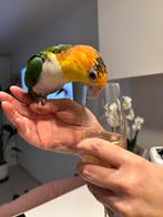 Tamme caique roestkop, Dieren en Toebehoren, Vogels | Parkieten en Papegaaien