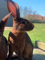 Belgische haaskonijnen, Dieren en Toebehoren, Konijnen