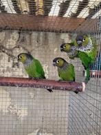 Pyrrhura rupicola, Dieren en Toebehoren, Meerdere dieren, Papegaai, Geringd