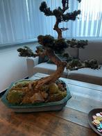 Grote mooie Bonsai plant, Huis en Inrichting, Kamerplanten, Ophalen, Bonsai