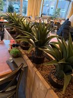 Kunstplanten, Huis en Inrichting, Woonaccessoires | Kunstplanten en Kunstbloemen, Ophalen, Gebruikt, Binnen