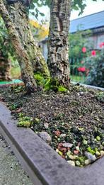 Bonsai Kurkeik, Tuin en Terras, Ophalen