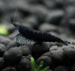 Zwarte chocolade garnalen (shrimps), Vis