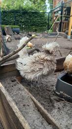 hollandse kuifhoen, Dieren en Toebehoren