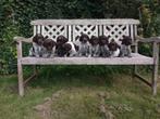 Kleine Münsterlander pups met stamboom, Animaux & Accessoires, Chiens | Setters & Braques, Parvovirose, Plusieurs, Belgique, 8 à 15 semaines