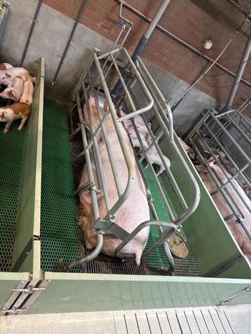 Vereijken kraamhokken [748]  beschikbaar voor biedingen