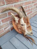 opgezette kop geitenbok, Ophalen of Verzenden, Gebruikt, Boerderijdier, Gewei of Kop