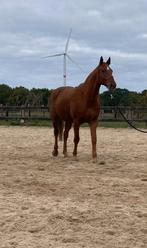 Merrie ALABASTRO X WOLKENTANZ, B, 11 ans ou plus, Avec pedigree, 170 à 175 cm