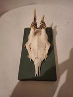 Gewei reebok, Collections, Collections Animaux, Enlèvement, Comme neuf, Cerf, Bois ou Tête