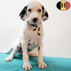 Schattige Dalmatiër pups te koop (Belgisch), Dieren en Toebehoren, Honden | Beagles, Bassets en Lopende honden, België, Dalmatiër