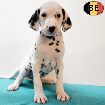 Schattige Dalmatiër pups te koop (Belgisch) beschikbaar voor biedingen