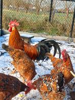 Broedeieren Leghorn Porselein, Dieren en Toebehoren, Pluimvee, Geslacht onbekend, Kip