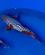 Doitsu ochiba nisai, Animaux & Accessoires, Poissons | Poissons d'étang