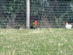 Gratis cochin kriel hanen, Dieren en Toebehoren, Pluimvee