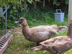 Muskuseenden gestreept en zwart, Dieren en Toebehoren, Pluimvee, Meerdere dieren, Eend