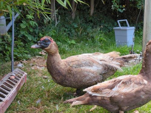 Muskuseenden gestreept en zwart, Dieren en Toebehoren, Pluimvee, Eend, Meerdere dieren