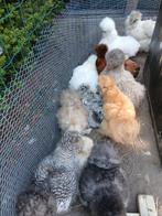 Verschillende kleuren zijdehoentjes., Dieren en Toebehoren, Pluimvee, Meerdere dieren, Kip