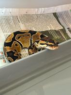 Chocolate het clown
