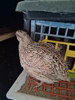 Kwartels hannen, Animaux & Accessoires