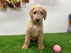 Goldendoodle pups, België, 8 tot 15 weken, CDV (hondenziekte), Groot