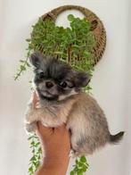 Prachtige chihuahua reutje, Dieren en Toebehoren, CDV (hondenziekte), België, Fokker | Hobbymatig, Reu