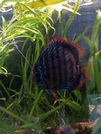 3 discus vissen te koop, Dieren en Toebehoren