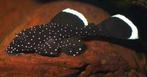 L181, Dieren en Toebehoren, Vissen | Aquariumvissen, Vis