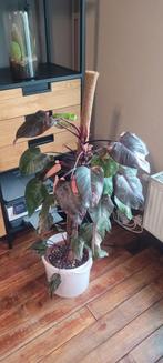 Grote philodendron pink princess, Huis en Inrichting, Ophalen