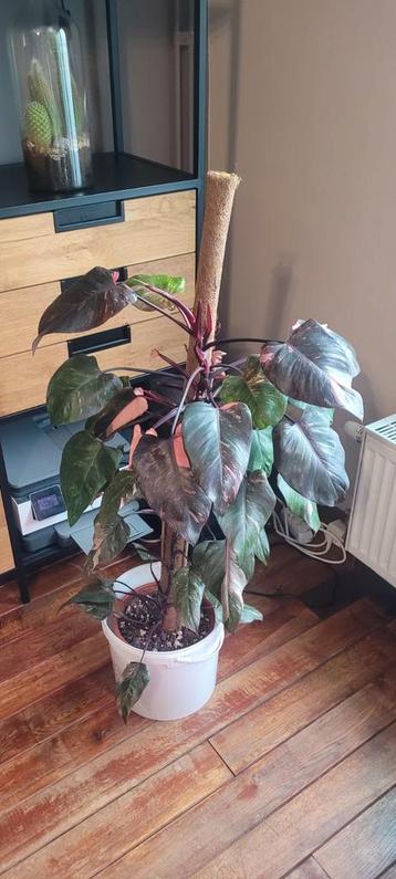 Grote philodendron pink princess beschikbaar voor biedingen