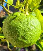 Citrus Medica (reuzencitroen), Ophalen, Minder dan 100 cm, Volle zon, Citroenboom