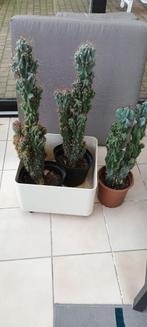 Cactussen, Maison & Meubles, Plantes d'intérieur, Cactus, Enlèvement, Moins de 100 cm