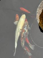 Japanse kois, Animaux & Accessoires, Poissons | Poissons d'étang, Carpe ou Koï