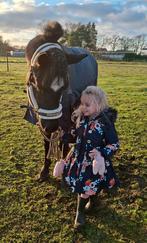Knappe project pony, Dieren en Toebehoren, Gechipt, Ruin, Niet van toepassing, 7 tot 10 jaar