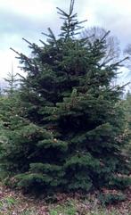 Grote Nordmann kerstbomen + 5 meter, Ophalen, Overige soorten, 400 cm of meer