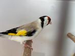 Distelvink mannen, Dieren en Toebehoren, Vogels | Overige Vogels, Mannelijk, Wildzangvogel, Geringd