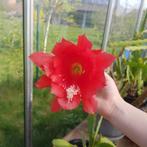 epiphyllum - bladcactus - orchideecactus - rode bloem, Huis en Inrichting, Kamerplanten, Ophalen