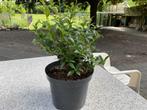 Osmanthus Burkwoodii, Ophalen of Verzenden, Struik
