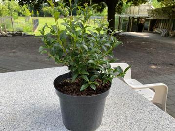 Osmanthus Burkwoodii beschikbaar voor biedingen