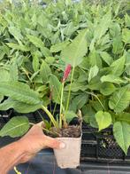 Vaste plant: Persicaria ampl.  ‘Fat Red’, Ophalen, Vaste plant