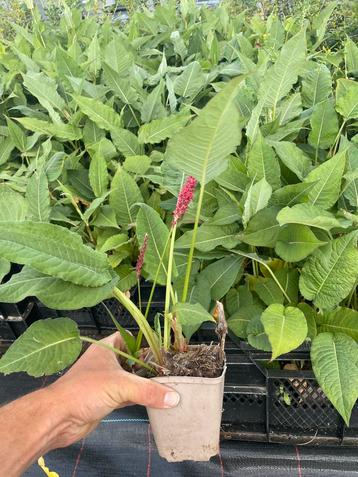Vaste plant: Persicaria ampl.  ‘Fat Red’ beschikbaar voor biedingen