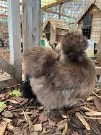 Usa zijdehoen hennen, Dieren en Toebehoren, Pluimvee, Vrouwelijk, Kip