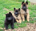 Tervuurse herders & groenendaeler pups uit hobbyfok, Dieren en Toebehoren, Honden | Herdershonden en Veedrijvers, België, Fokker | Hobbymatig