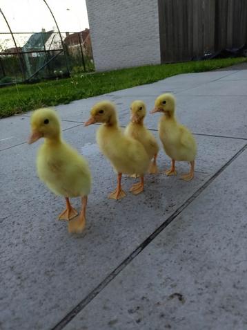 Œufs à éclore et poussins de canards blancs indiens.
