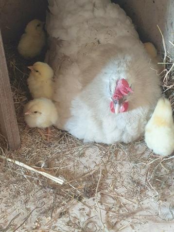 Broedeieren poule de bresse raszuiver komen uit de bresse, Dieren en Toebehoren