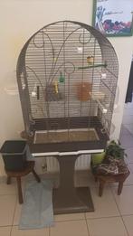 Canarie male plus cage, Animaux & Accessoires, Enlèvement, Comme neuf