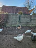 Ronquièreskalkoen - Vaal (hen), Dieren en Toebehoren, Pluimvee, Vrouwelijk, Kalkoen